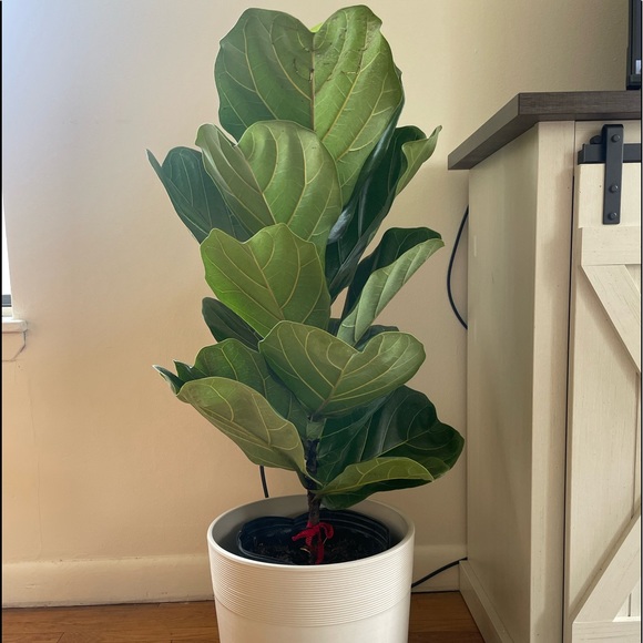 Meet your Posher, Cecilia - Picture 5 of 5